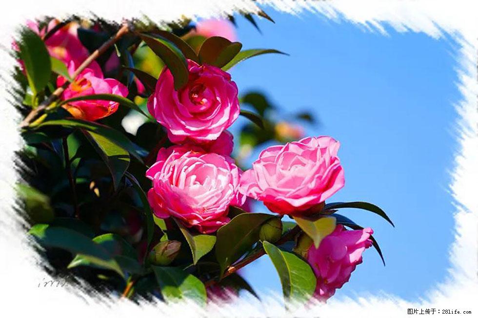 【春天,广西桂林灌阳县向您发出邀请!】杨柳井茶花惹人爱 - 游山玩水 - 滁州生活社区 - 滁州28生活网 chuzhou.28life.com