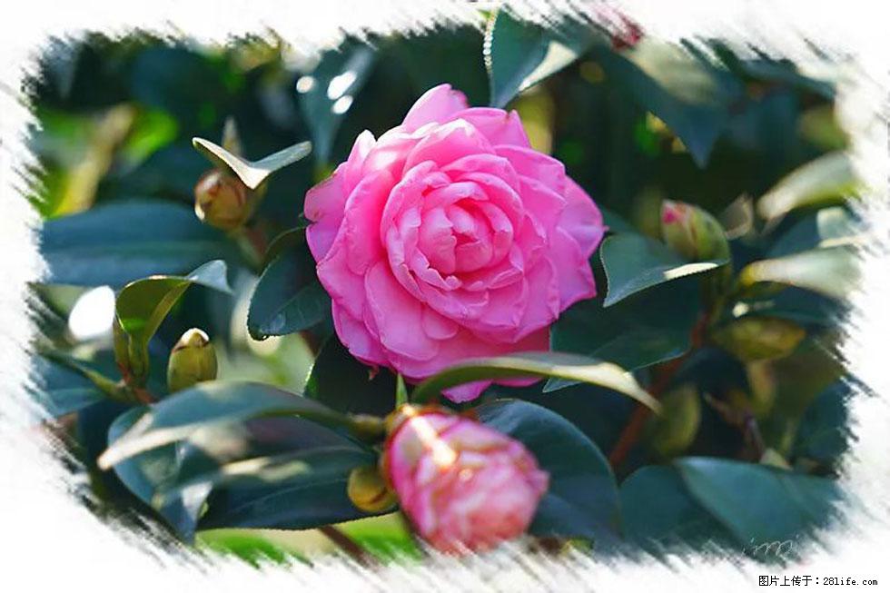 【春天,广西桂林灌阳县向您发出邀请!】杨柳井茶花惹人爱 - 游山玩水 - 滁州生活社区 - 滁州28生活网 chuzhou.28life.com