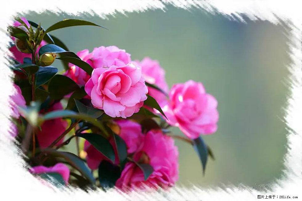 【春天,广西桂林灌阳县向您发出邀请!】杨柳井茶花惹人爱 - 游山玩水 - 滁州生活社区 - 滁州28生活网 chuzhou.28life.com
