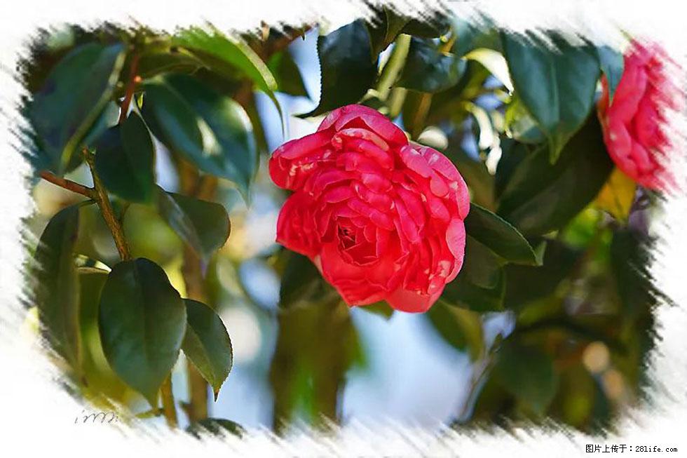 【春天,广西桂林灌阳县向您发出邀请!】杨柳井茶花惹人爱 - 游山玩水 - 滁州生活社区 - 滁州28生活网 chuzhou.28life.com