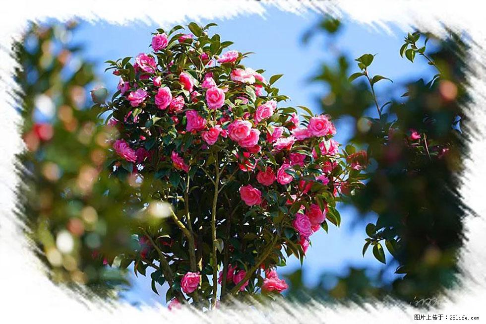 【春天,广西桂林灌阳县向您发出邀请!】杨柳井茶花惹人爱 - 游山玩水 - 滁州生活社区 - 滁州28生活网 chuzhou.28life.com