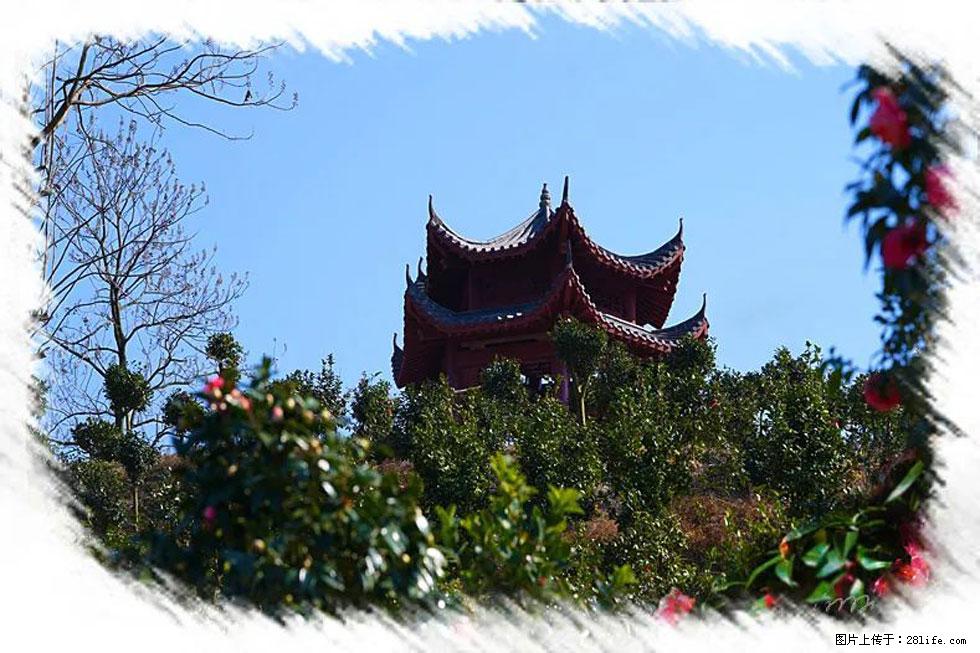 【春天,广西桂林灌阳县向您发出邀请!】杨柳井茶花惹人爱 - 游山玩水 - 滁州生活社区 - 滁州28生活网 chuzhou.28life.com