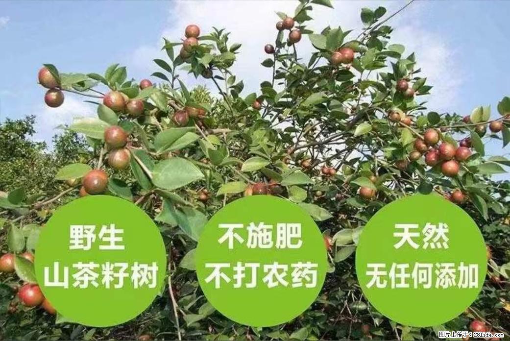 【灌阳县油茶产业示范区】一个有着充实的精神生活的人，对待身外之物自会有一种淡泊的态度 - 美食天地 - 滁州生活社区 - 滁州28生活网 chuzhou.28life.com