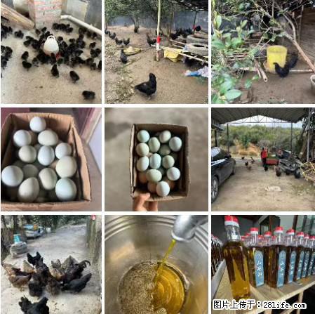 油茶园从小鸡仔开始养起的纯土鸡、土鸡蛋可以预定啦!还有前几天刚榨的纯山茶油哦 - 美食天地 - 滁州生活社区 - 滁州28生活网 chuzhou.28life.com