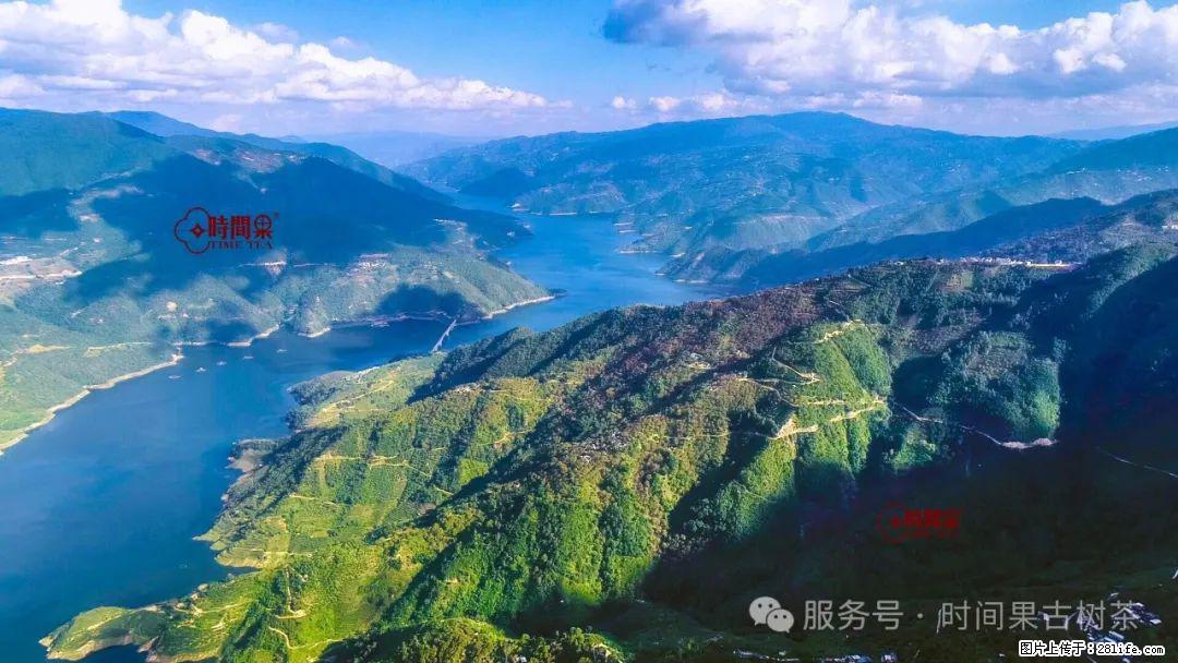 时间果百年古树龙珠普洱生茶 - 购物交流 - 滁州生活社区 - 滁州28生活网 chuzhou.28life.com