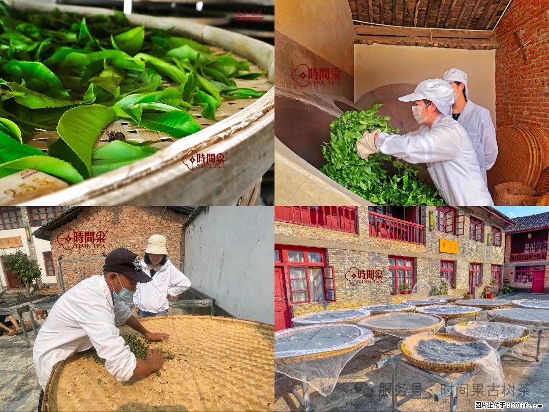 时间果百年古树龙珠普洱生茶 - 购物交流 - 滁州生活社区 - 滁州28生活网 chuzhou.28life.com