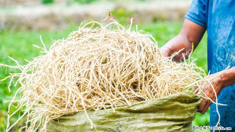 堪称“最难吃”的蔬菜，却是 “抗辐射神器”，还能护肺、清热、止咳化痰！ - 滁州生活资讯 - 滁州28生活网 chuzhou.28life.com