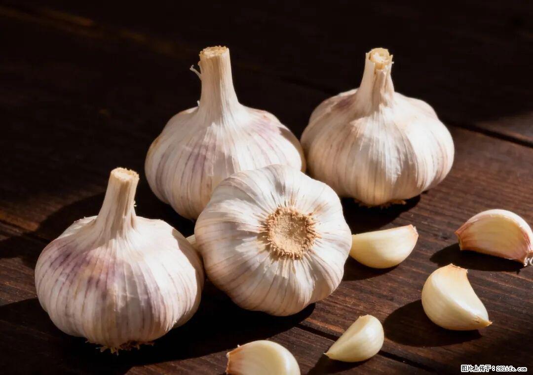 关于大蒜，除了“天然抗生素”，这4个谣言更该警惕! - 滁州生活资讯 - 滁州28生活网 chuzhou.28life.com