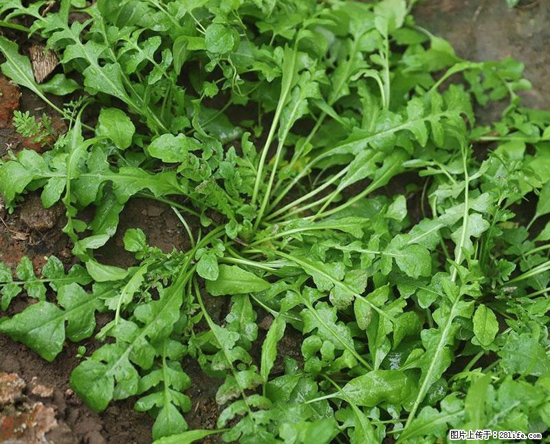 这些蔬菜是“天然钙片”，这6种被医生重点推荐 - 滁州生活资讯 - 滁州28生活网 chuzhou.28life.com