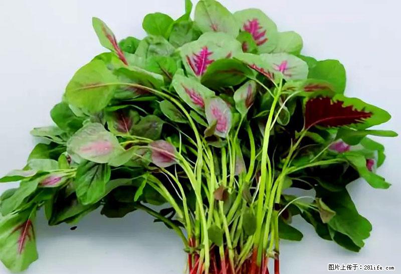 这些蔬菜是“天然钙片”，这6种被医生重点推荐 - 滁州生活资讯 - 滁州28生活网 chuzhou.28life.com