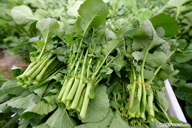 这些蔬菜是“天然钙片”，这6种被医生重点推荐 - 滁州生活资讯 - 滁州28生活网 chuzhou.28life.com